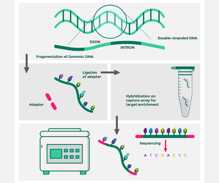 Whole Exome Sequencing. The Power Of Advanced DNA Technology.