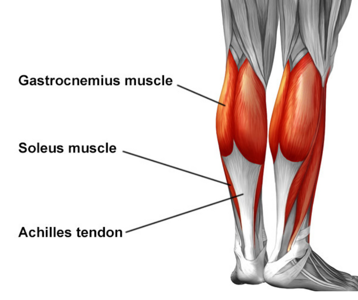 Cracking The Code Of Your Risk Of Achilles Tendon Injury.