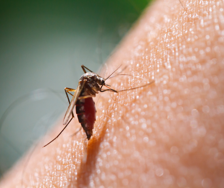Your Genetic Predisposition For Mosquito Bites!